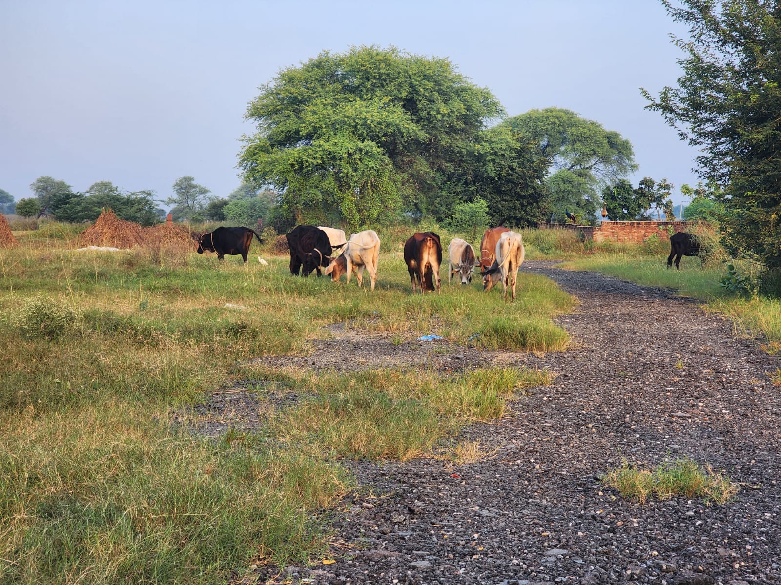The Dignity of the Cow — Beyond Productivity
